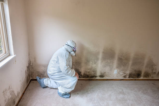 Best HVAC Mold Remediation in Corcoran, MN