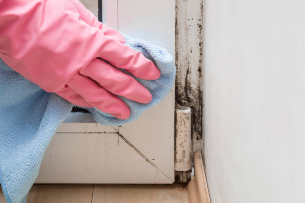Reliable Corcoran, MN Mold Remediation Solutions